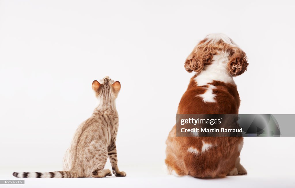 Cane e gatto insieme ricerca