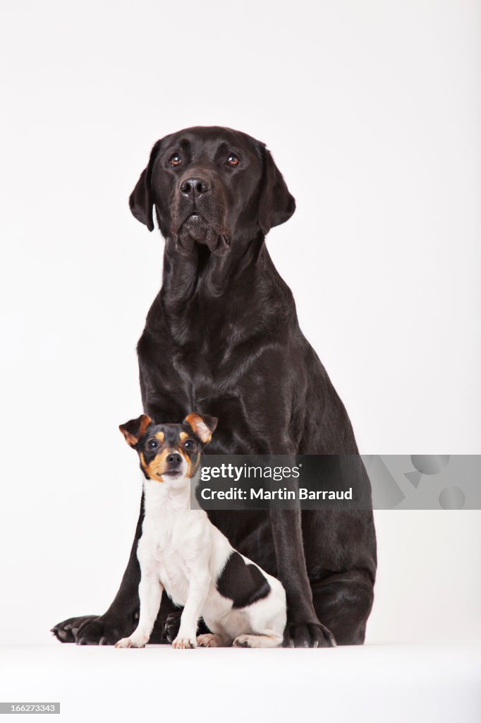 Large dog and small dog sitting together