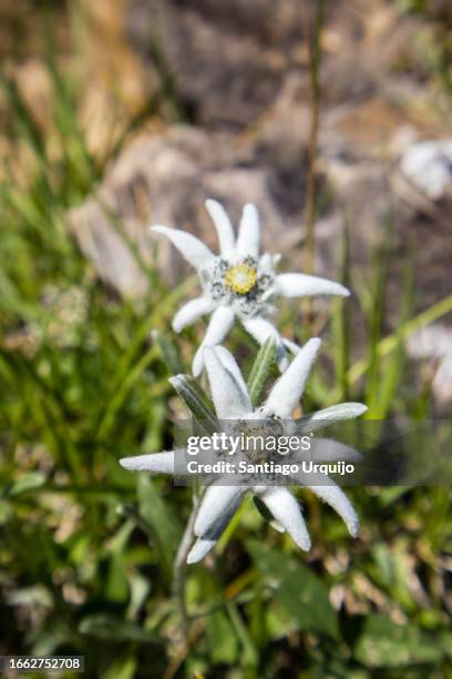 edelweiss in pyrenees national park - edelweiss stock pictures, royalty-free photos & images