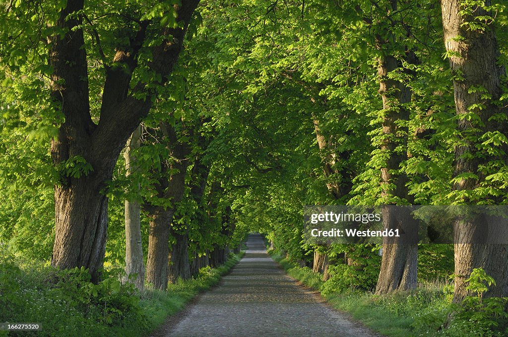 Germany, Mecklenburg-Western Pomerania, Alley, Chestnut tree (Aesculus hippocastanum) lined road