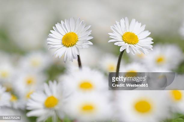 germany, bavaria, daisies (bellis perennis), close-up - ヒナギク ストックフォトと画像