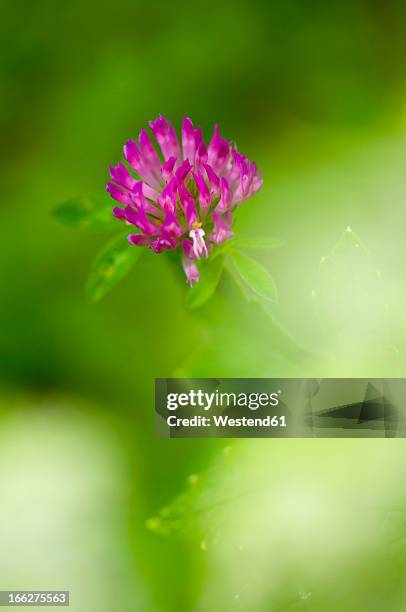 germany, red clover (trifolium pratense) - clover sprouts stock pictures, royalty-free photos & images