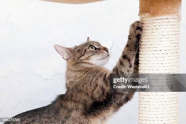 domestic cat sharpening her claws, side view - picor fotografías e imágenes de stock