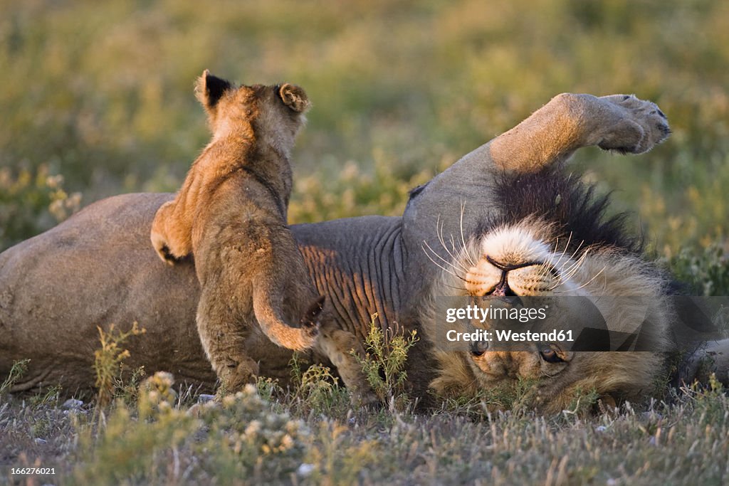 Africa, Botswana, Adult male lion (Panthera leo) and cub