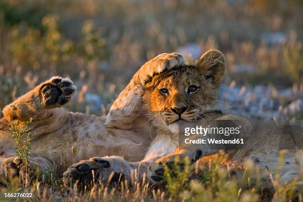 africa, botswana, two lion cubs (panthera leo) - achtlos stock-fotos und bilder