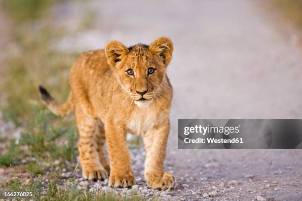 africa, botswana, lion cub (patnera leo), close-up - cria de leão imagens e fotografias de stock