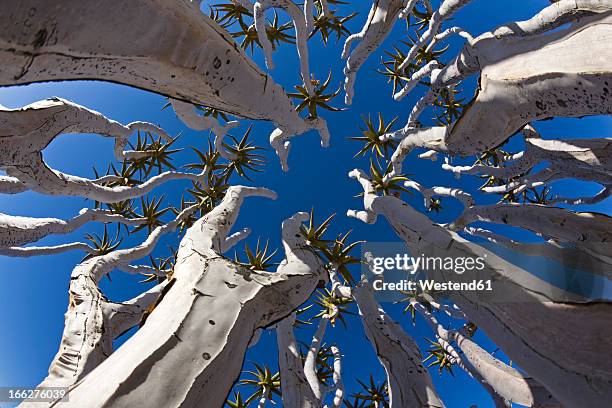 africa, namibia, tubular trees (aloe dichotoma), low angle view - quiver tree stock pictures, royalty-free photos & images