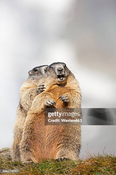 austria, alpine marmots (marmota marmota) - groundhog stock pictures, royalty-free photos & images