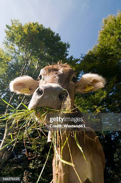 germany, bavaria, allgäu, cattle, portrait - cows eating stock pictures, royalty-free photos & images