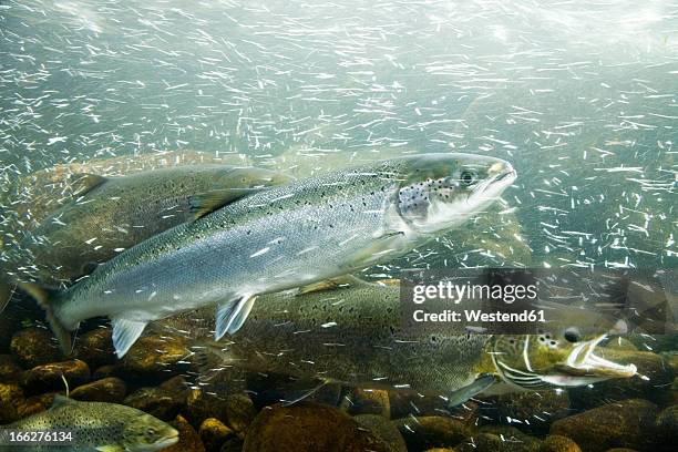 atlantic salmons in a river - wild swimming stock pictures, royalty-free photos & images