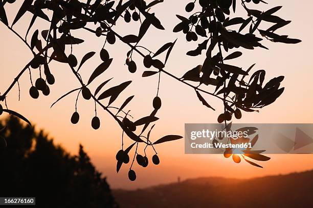 italy, tuscany, olive tree at sunrise, close-up - olive tree stock pictures, royalty-free photos & images