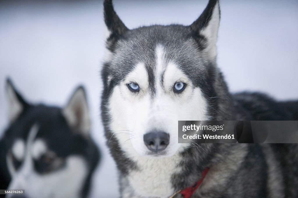 Two Siberian huskies in snow