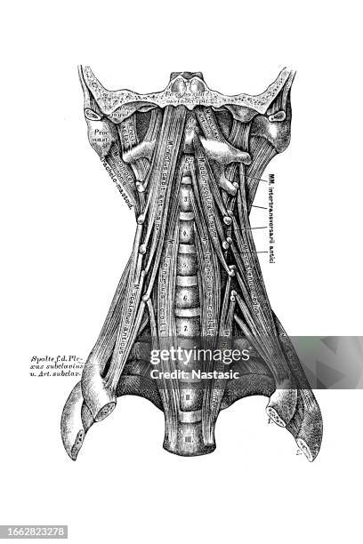 Neck Roser 7,422 Neck Anatomy Stock Photos, High-Res Pictures, and Images - Getty ...