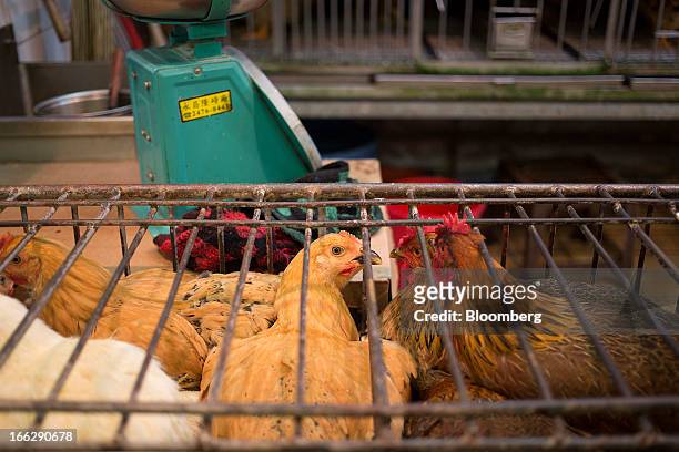 Live chickens sit in a cage at the Kowloon City Market in Hong Kong, China, on Thursday, April 11, 2013. The Hang Seng Index rose 0.8 percent to...
