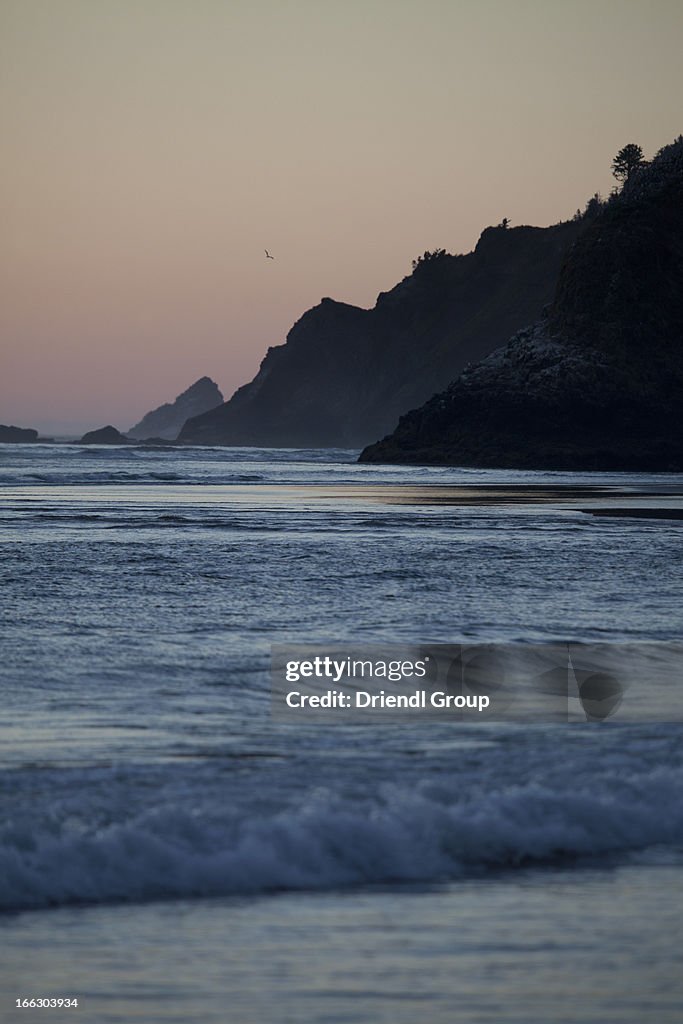 Rocky coastline twilight single bird