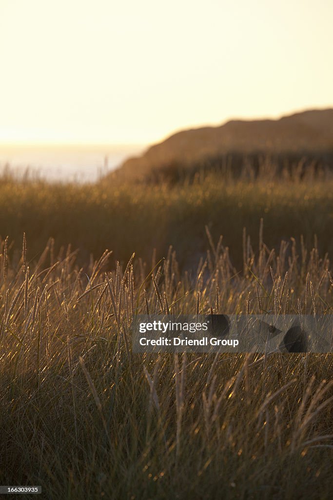 Sunset sea grass coastline