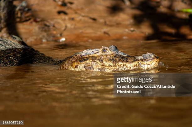 brazil, caiman along rio cuyaba - kaiman inseln stock-fotos und bilder