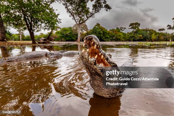 brazil, caiman along rio tulum - kaiman inseln stock-fotos und bilder