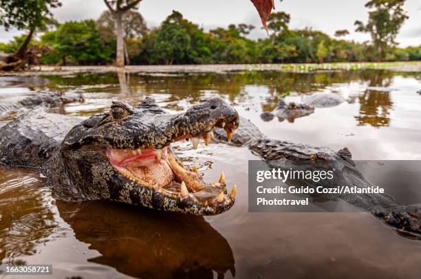 brazil, caiman along rio tulum - kaiman inseln stock-fotos und bilder