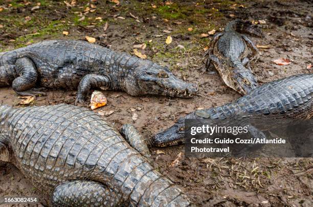 brazil, caimans along rio tulum - kaiman inseln stock-fotos und bilder