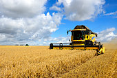 Combine Harvester and Tractor in Barley Field during Harvest