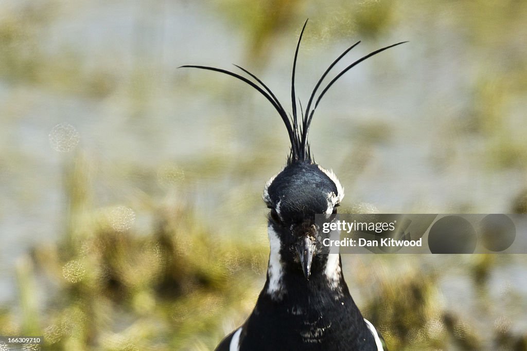 Bird Life At Elmley Marshes