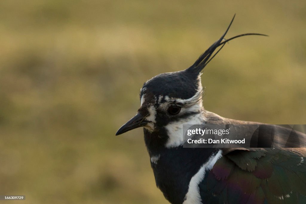 Bird Life At Elmley Marshes