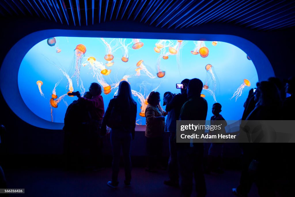 A scene from inside the Monterey Bay Aquarium.