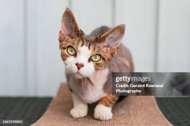 devon rex kitten - devon rex cat stock pictures, royalty-free photos & images