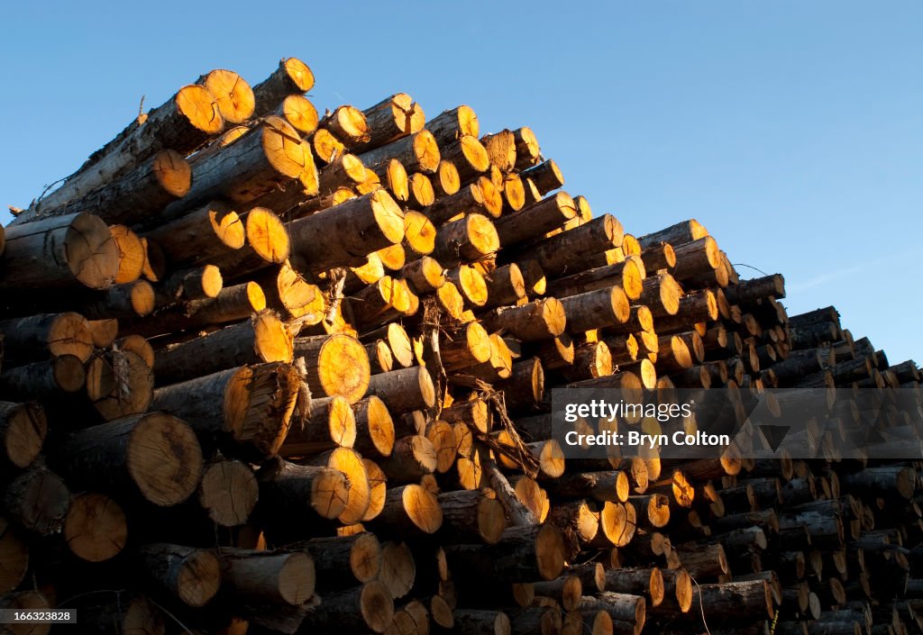 Timber Logs In France