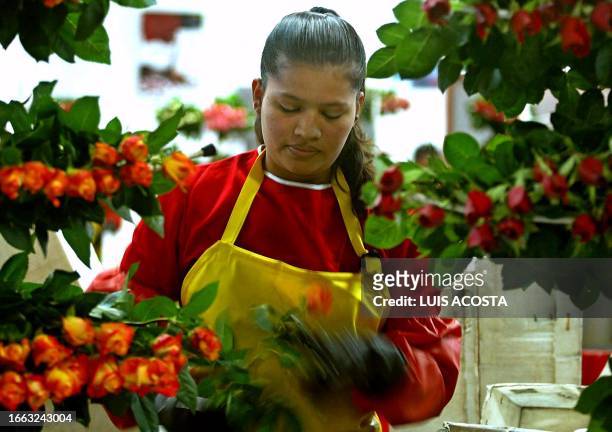 Flores de Colombia dan la vuelta al mundo para San Valentín" Una empleada de un plantación de flores controla la calidad de rosas para su...
