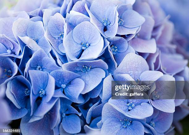 blue hydrangea - hydrangea stock pictures, royalty-free photos & images