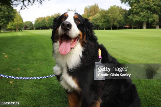 Wilson, Dog owned by Padraig Harrington of Ireland poses for a photo during the Pro-Am prior to the Horizon Irish Open at The K Club on September 06,...