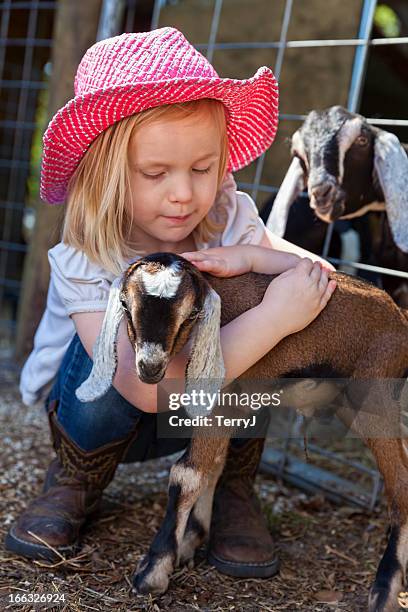 affection - petting zoo stock pictures, royalty-free photos & images