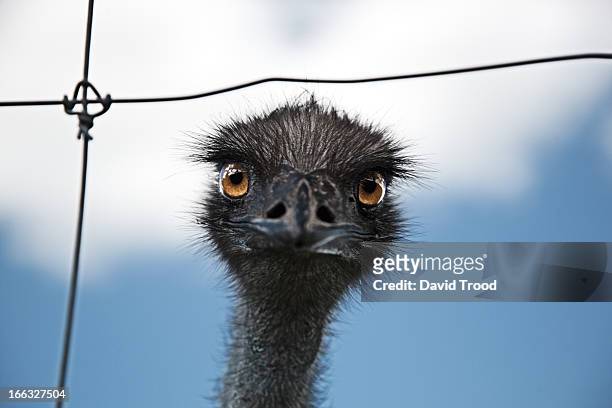emu close up looking through fence - emu stock-fotos und bilder
