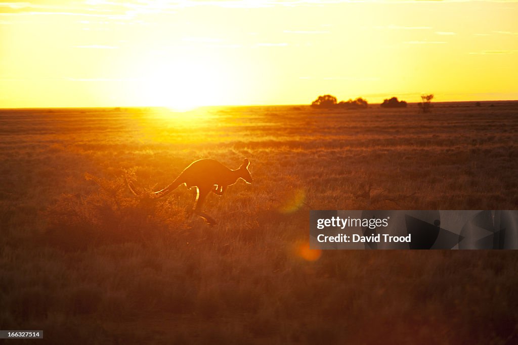 Australian kangaroo