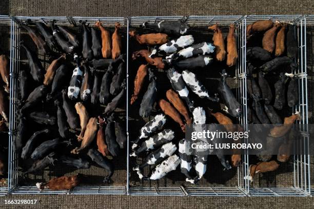 Aerial view of cattle at Cañuelas Livestock Market, in Cañuelas, Buenos Aires province, Argentina, taken on September 12, 2023. Argentina recorded an...