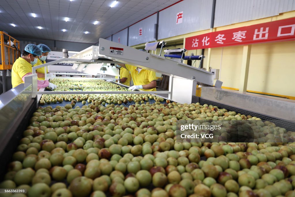 Jujube Harvest In Binzhou