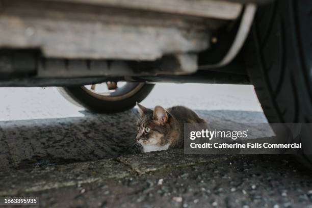 a cute cat crouches under a car, parked on a curb. - car underside stock pictures, royalty-free photos & images