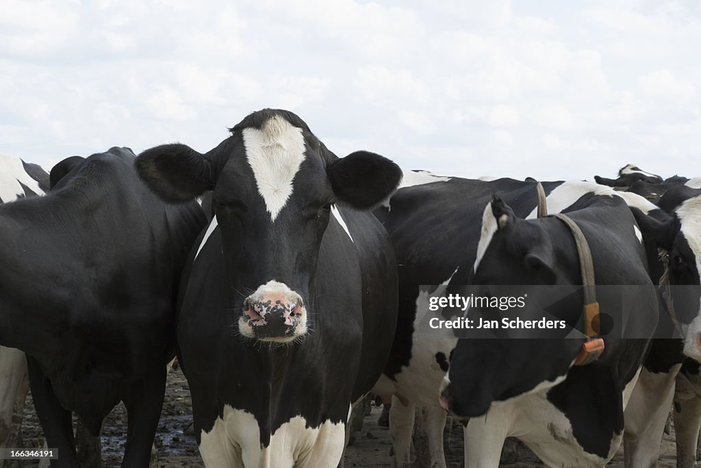 Cows with tags standing together