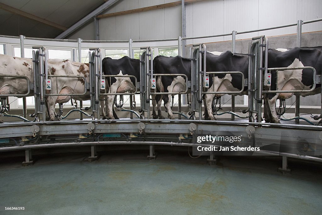 Dairy cows standing together for milking