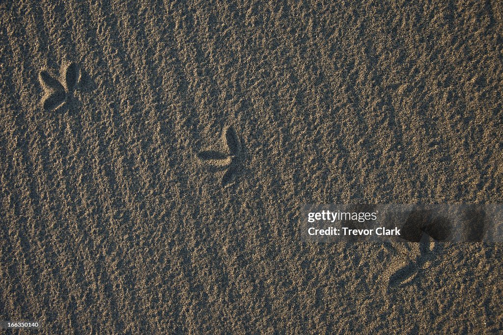Bird footprints in textured sand in nice light.