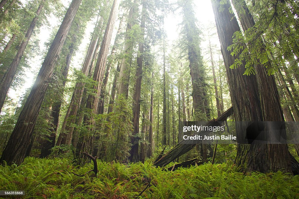 Scenic image of Redwood National Park, CA.