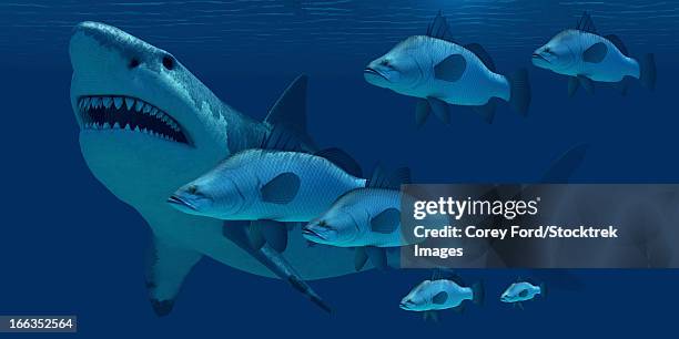 illustrazioni stock, clip art, cartoni animati e icone di tendenza di a school of ocean fish encounter a monstrous megalodon shark in prehistoric times. - megalodon