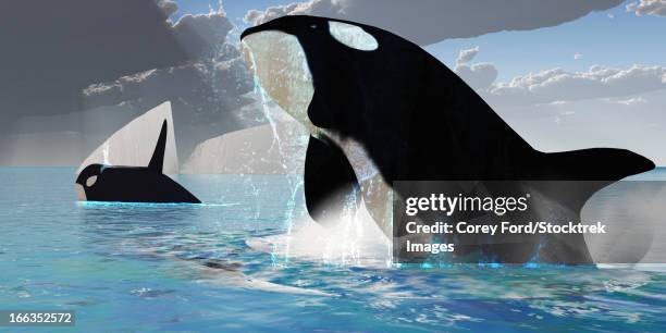 a female orca whale traveling with a bull whale bursts from the ocean in a great splash of water. - whale surfacing stock illustrations
