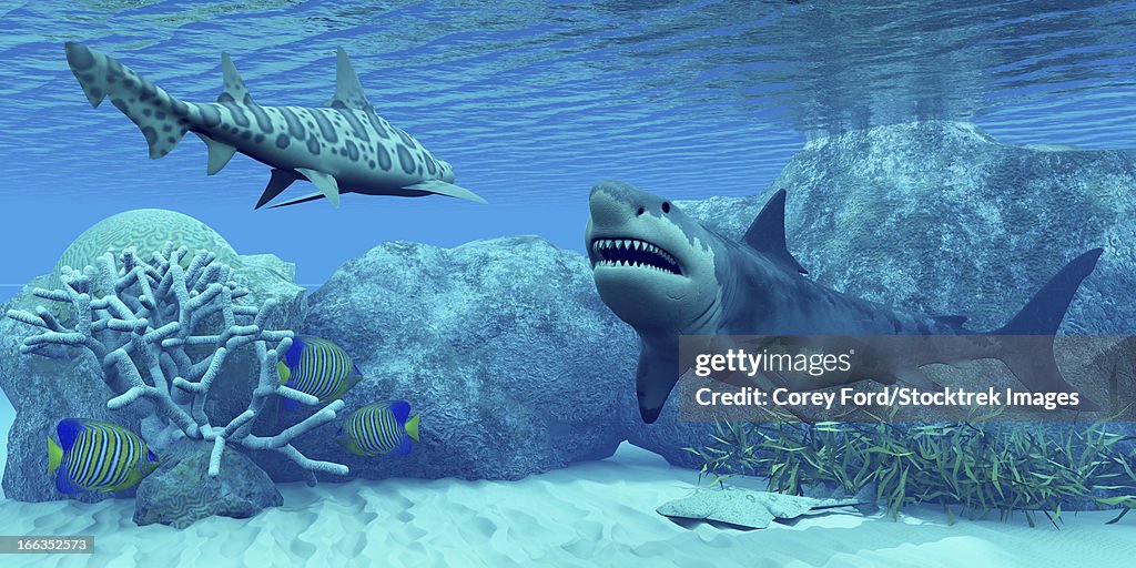 An angel shark flattens itself against the sandy bottom and three Royal Angelfish try to hide near some coral as a Great White Shark meets with a leopard shark.