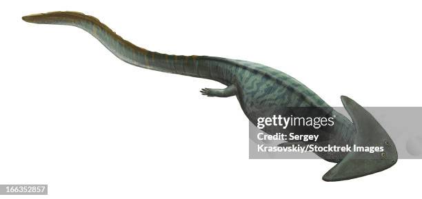 diplocaulus - diplocaulus stock illustrations