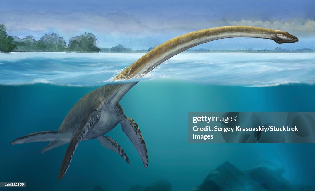 Elasmosaurus platyurus, a prehistoric dinosaur from the Cretaceous period.