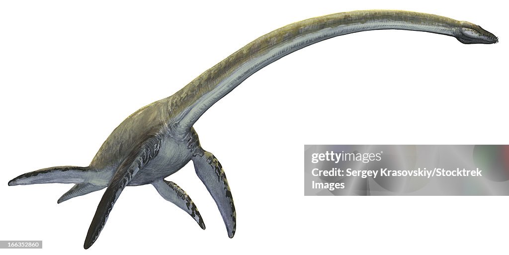 Elasmosaurus platyurus, a prehistoric dinosaur from the Cretaceous period.