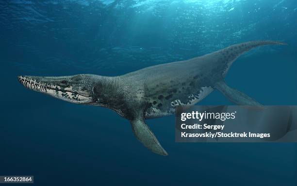 kronosaurus queenslandicus swimming in prehistoric waters. - pliosauroidea stock illustrations